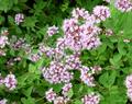 Origanum vulgare